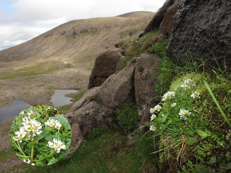 The Cairngorms National Park in the Scottish Highlands is home to a few glacial relic species like the spoonweeds.