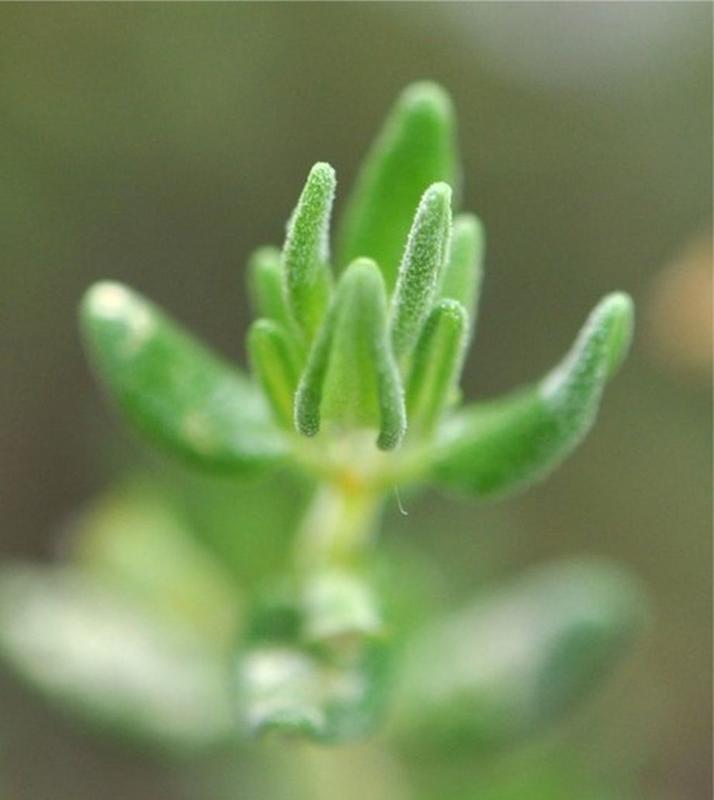 Leaves of the common thyme (Thymus vulgaris)