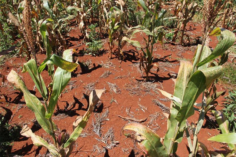 Nährstoffmangel und saure Böden sind in weiten Teilen Ostafrikas grundlegende Herausforderungen in der Landwirtschaft – Silizium aus Vulkanasche könnte Abhilfe verschaffen. 