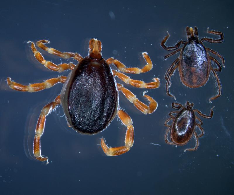 Sie ist bis zu dreimal so groß wie ihr europäischer Verwandter, der gemeine Holzbock (Weibchen rechts, Männchen unten) - die tropische Zecke Hyalomma (links). Jetzt beendet die Universität Hohenheim ihr Projekt „Tropenzecken“ und dankt allen Einsendenden.