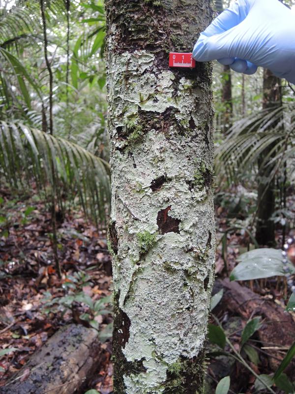 Flechten, wie diese Phyllopsora gossypina, und Moose sind auf allen Bäumen und Blättern im Amazonas Regenwald zu finden. Forscher fanden nun heraus, dass sie erhebliche Mengen reaktiver Verbindungen vom Typ Sesquiterpenoid emittieren.