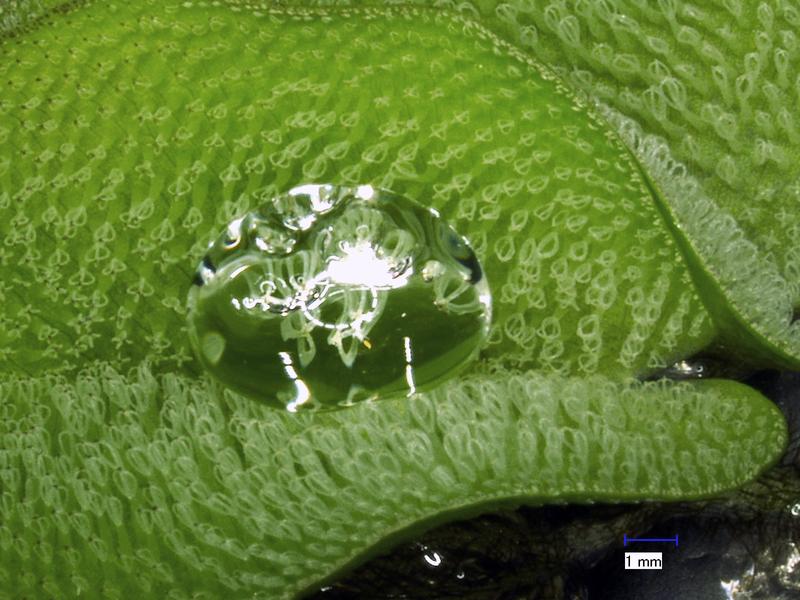 Ein Wassertropfen liegt auf einem Blatt des tropischen Schwimmfarns Salvinia molesta.