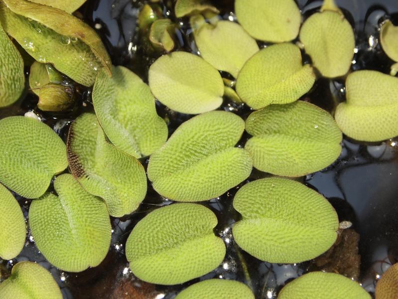 The tropical floating fern Salvinia molesta: There are water-repellent hairs, called trichomes, on the top of the leaves.