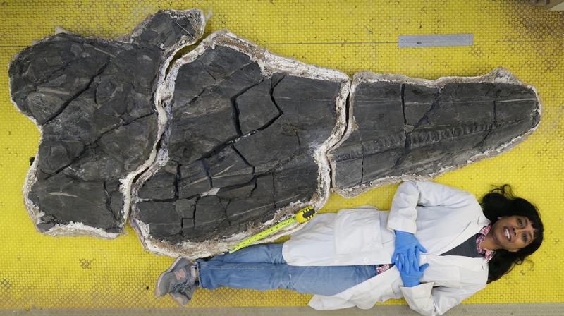 NHM Dinosaur Institute volunteer Viji Shook lying next to the skull of Cymbospondylus youngorum for scale, during the preparation of the specimen. 