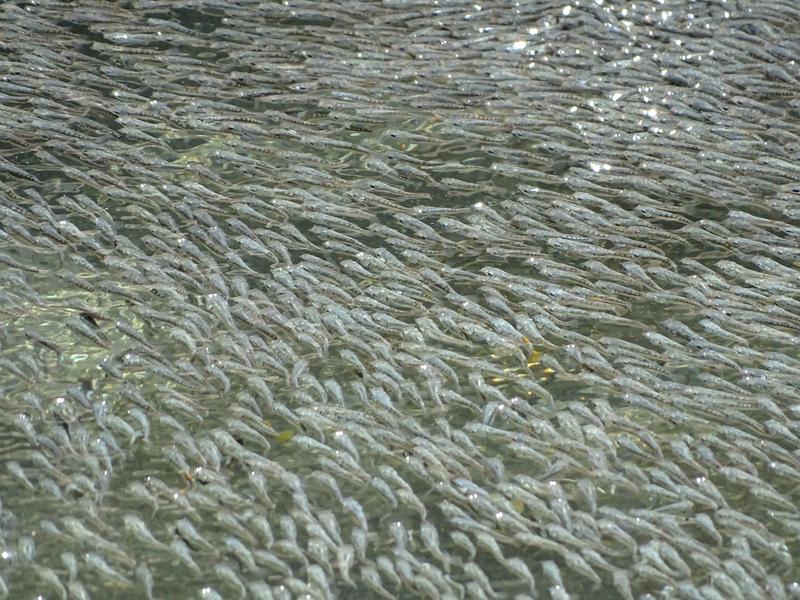 Schwefelmollys vollführen im Schwarm La-Ola-Wellen, um angreifende Vögel abzuschrecken.