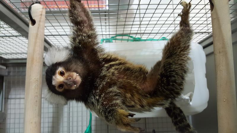 Ein Blick in die Affenhaltung des Ernst Strüngmann Institute (ESI) for Neuroscience: Marmosette Belmondo hängt manchmal einfach gerne rum