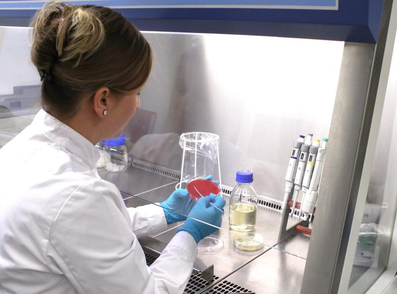 Die Wissenschaftlerin Sindy Burgold-Voigt (Leibniz-IPHT) präpariert eine Bakterienkultur im Labor des InfectoGnostics Forschungscampus Jena. 