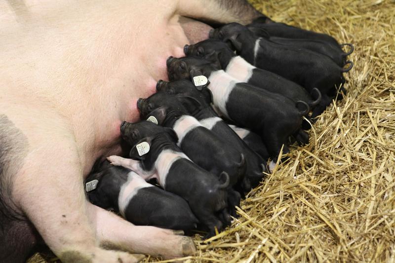 Im Dienste der Wissenschaft, für mehr Tierwohl und putzmunter - der erste Nachwuchs bei den Sattelschweinen im Ökostall in Dummerstorf.