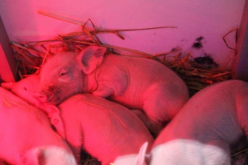 Im Dienste der Wissenschaft, für mehr Tierwohl und putzmunter - der erste Nachwuchs bei der Landrasse im Ökostall in Dummerstorf.