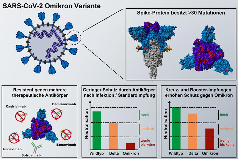 Die Mutationen im Spike-Protein führen dazu, dass die meisten therapeutischen Antikörper wirkungslos gegen das Omikron-Spike sind und dass das Omikron-Spike Antikörpern ausweicht, die nach Infektion oder zweifacher BioNTech-Pfizer Impfung gebildet wurden.