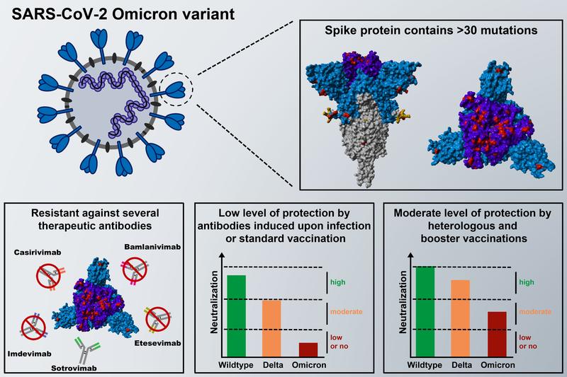 The mutations in the spike protein cause most therapeutic antibodies to be ineffective against the Omicron spike and Omicron spike evades antibodies produced after infection or homologous (two-shot) BioNTech-Pfizer immunization.
