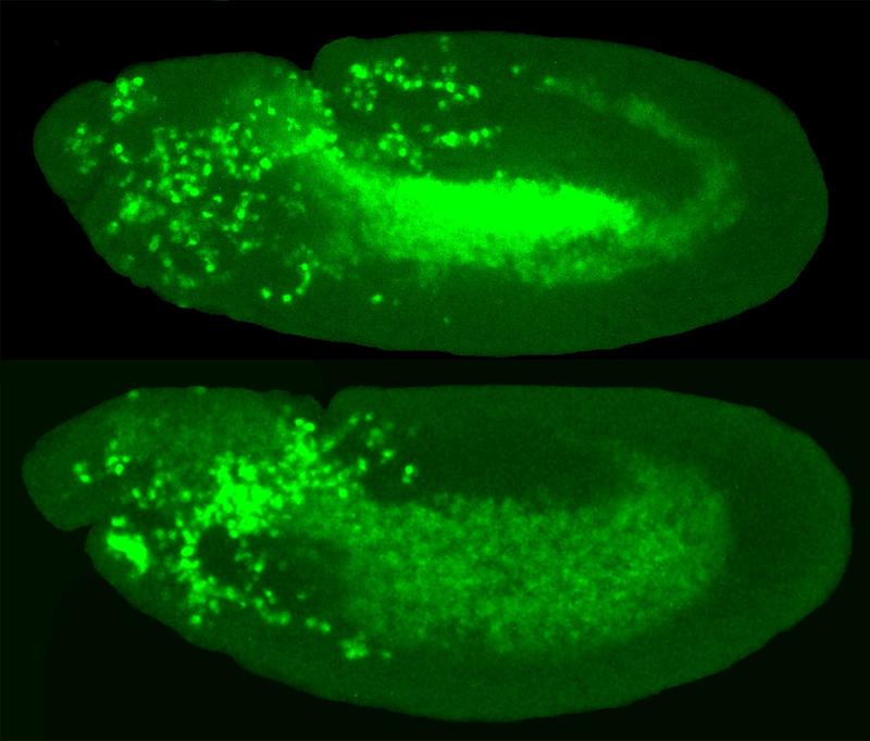 Immune cell invasion. While in the above picture immune cells (bright green) are able to invade the tissue of the fruit fly embryo on the central top side, they are less successful when their protective shell is weakened (picture below).