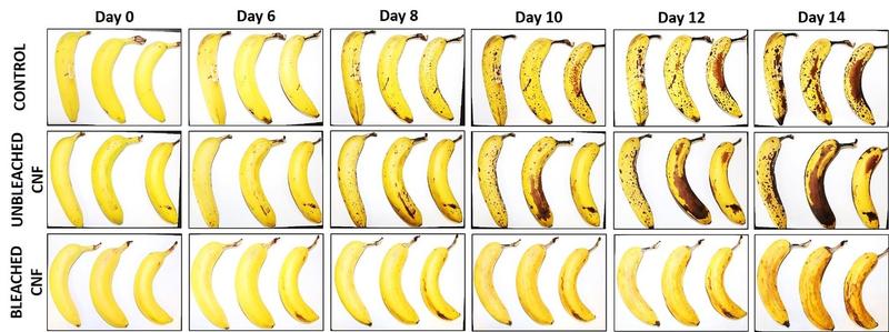 Bananen mit und ohne Coating im Haltbarkeitsversuch.