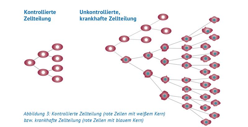 Kontrollierte Zellteilung (rote Zellen mit weißem Kern) bzw. krankhafte Zellteilung beim DLBCL (rote Zellen mit blauem Kern)