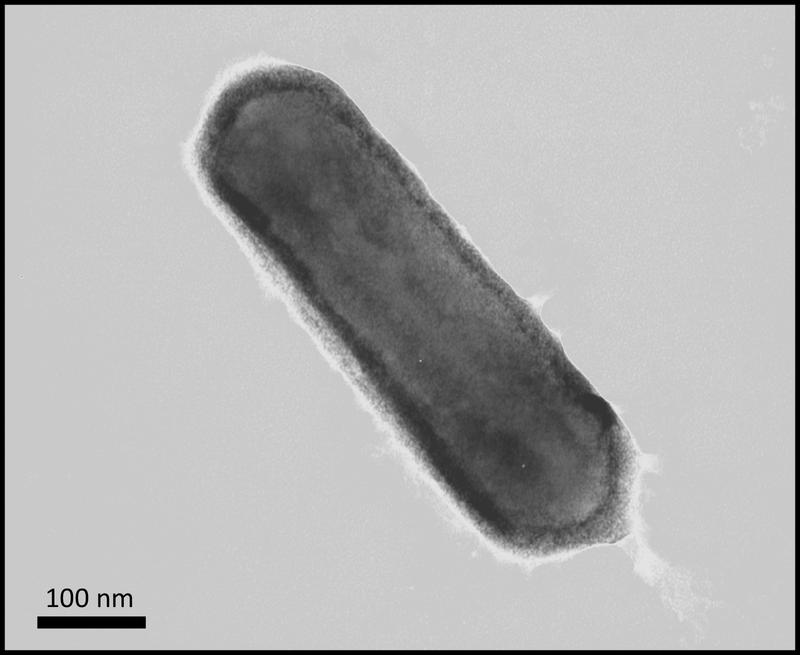 Der Einzeller Nitrosopumilus maritimus kann Sauerstoff produzieren. Das haben Forschende der Universität Oldenburg und der Syddansk Universiteit nachgewiesen – erstmals bei einem Organismus aus der Domäne der Archaeen.