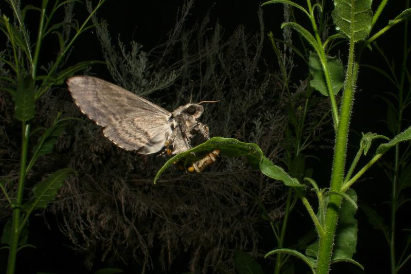 Egg-laying Manduca sexta female