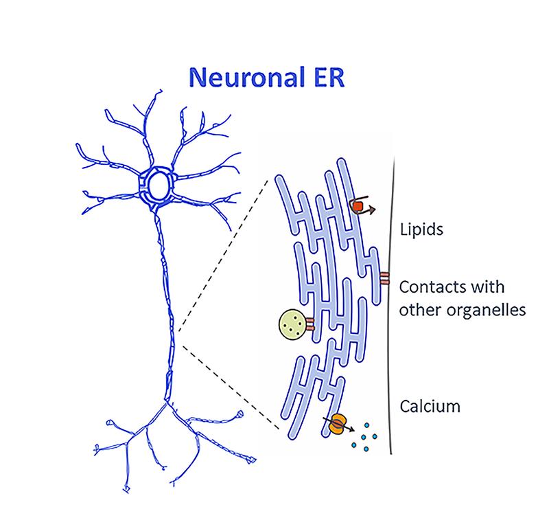 Neuronales ER