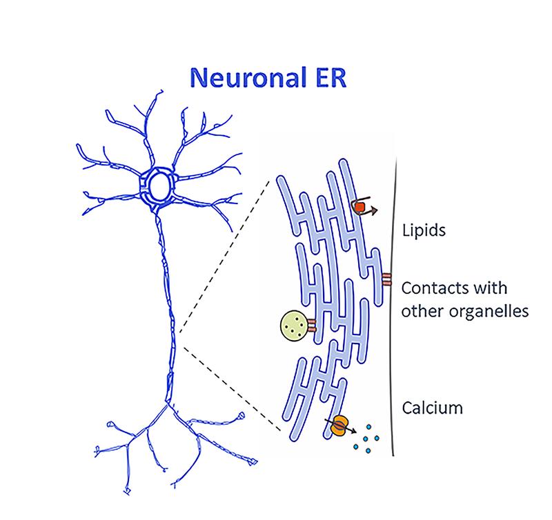 Neuronal ER