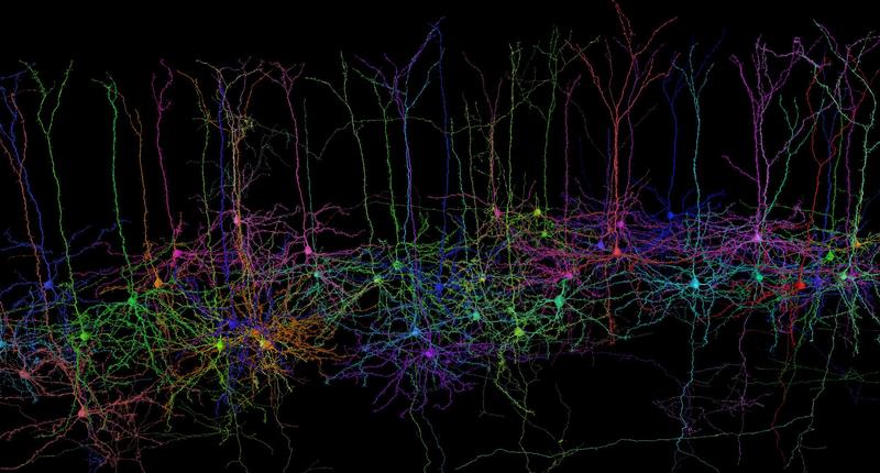 Mit der Förderung wollen Ecker und sein Team herausfinden, wie Form und Funktion von Nervenzellen in der Großhirnrinde zusammenhängen.