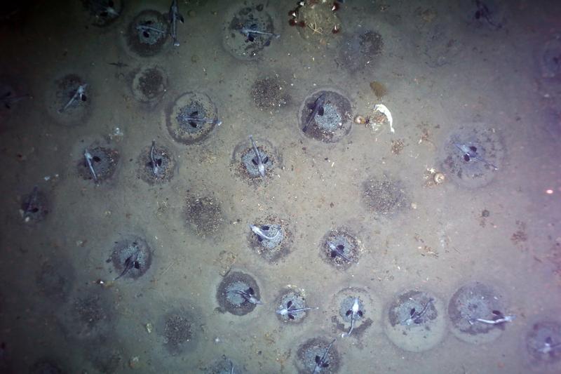 Nests of Antarctic icefish