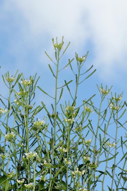The thale cress (arabidopsis thaliana)