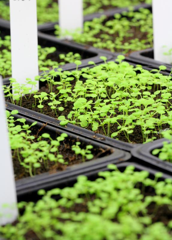 Breeding of the thale cress under laboratory conditions in the greenhouse.