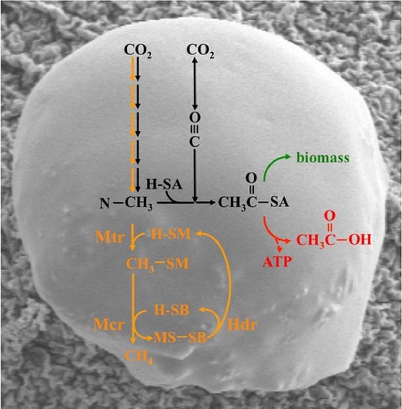 The acetyl-CoA pathway (black) and methanogenesis (orange) in a Methanosarcina cell. Acetyl-CoA is either used anabolically (green) or catabolically (red); cofactors and enzymes involved are abbreviated, the input of electrons is not shown.