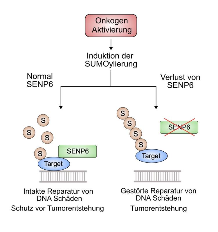 Zelluläre Signalwege in der Krebsentstehung: SUMO-Modifikationen (S) von Zielproteinen und DNA-Reparatur bei Vorhandensein und Verlust von SENP6.