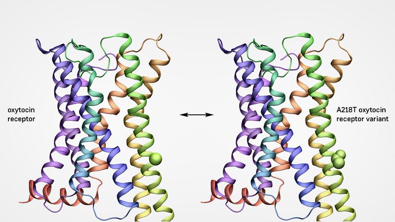 Struktur des Oxytocinrezeptors (links) und der mutierten Rezeptorvariante A218T (rechts) im Vergleich
