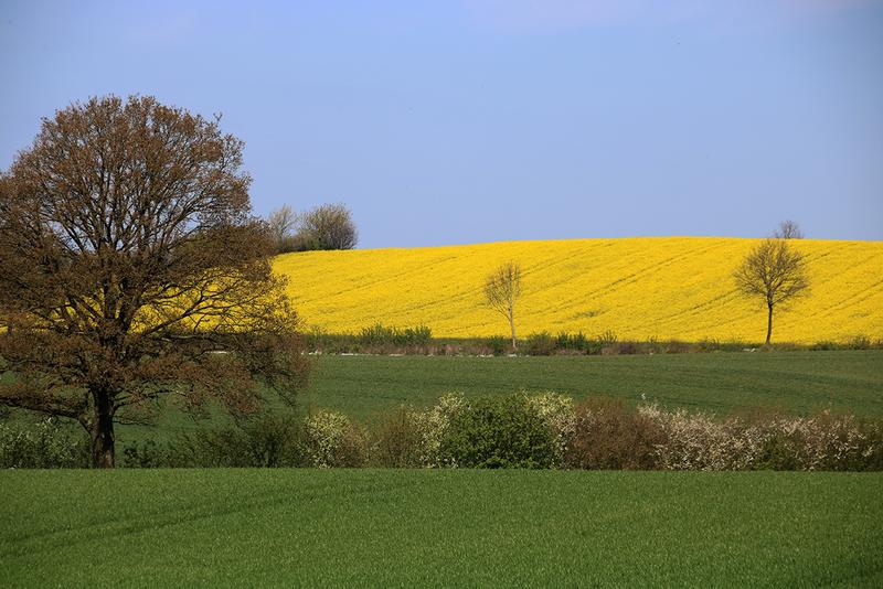 Important for biodiversity: hedgerows between fields and meadows. They should be wide in order to survive climate change. Photo: Kathrin Litza / Universität Bremen