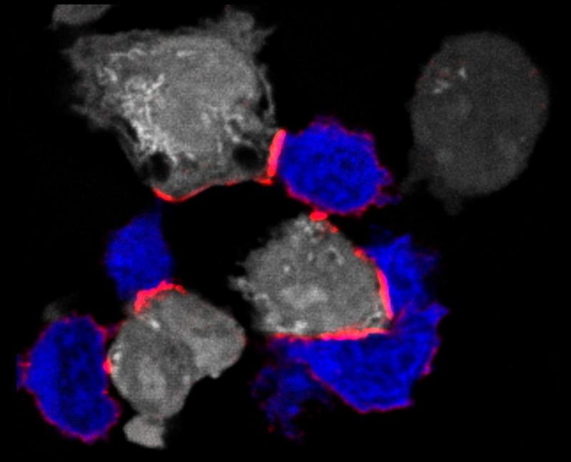 Immunfluoreszenzmikroskopie: T-Zellen (blau) greifen Krebszellen (grau) an, indem sie über ihr Oberflächenprotein LFA1 an sie binden. LFA1 braucht Magnesium, um eine aktive, langgestreckte Form einzunehmen (aktives LFA1 in rot).