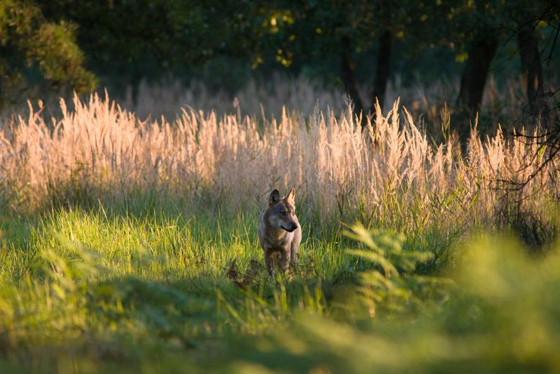   Die Naturentität „Wolf“ löst unterschiedliche Reaktionen in der Bevölkerung aus. 