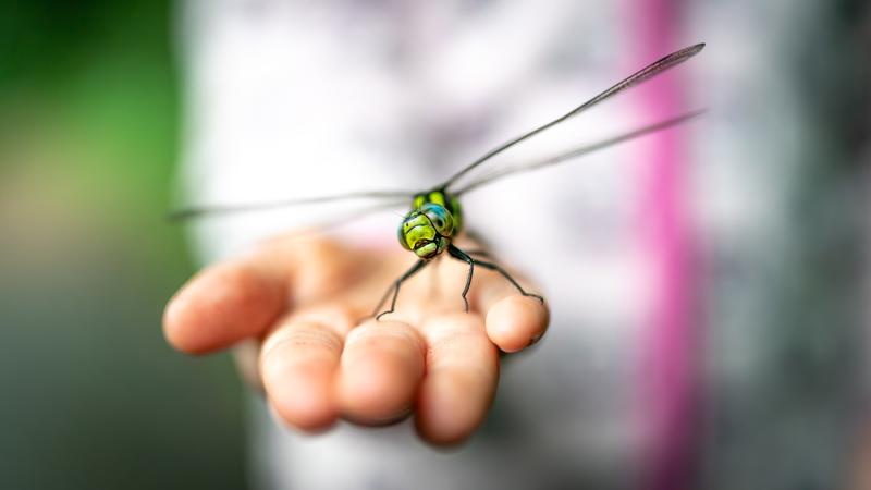 Mensch-Natur-Beziehungen können viele Formen annehmen. Hier: Eine in der Hand eines Kindes sitzende Libelle. 