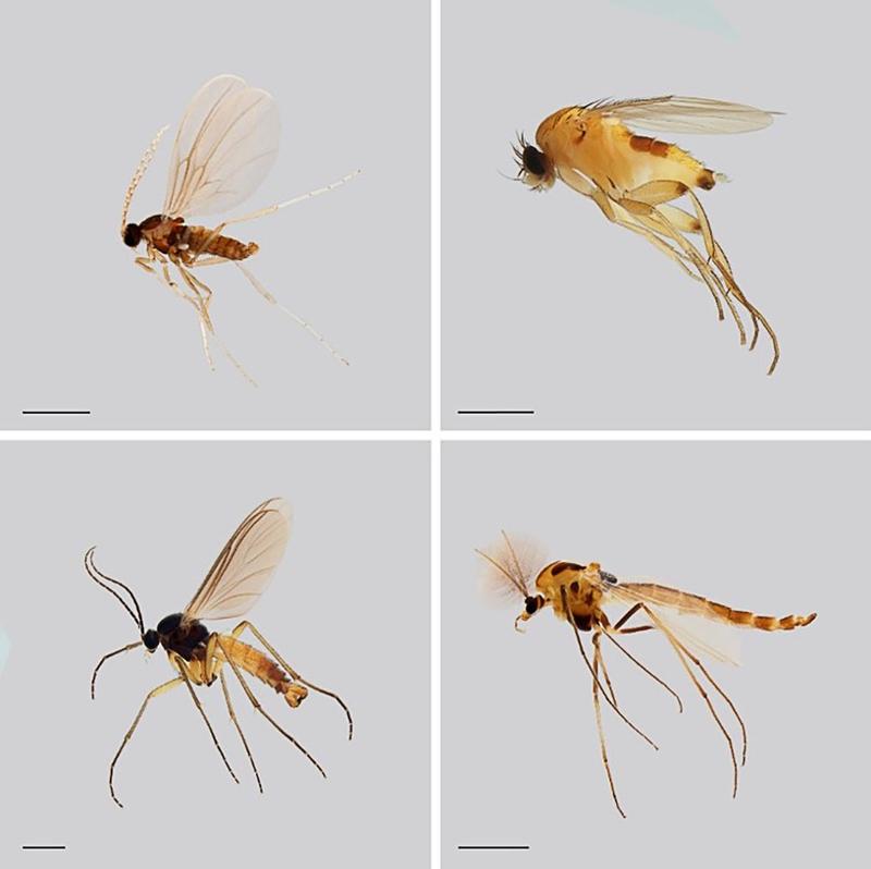Ausgewählte Familien der „Dark Taxa“, die im Rahmen der Studie untersucht wurden (von oben links nach unten rechts): Cecidomyiidae, Phoridae, Sciaridae, und Chironomidae. 