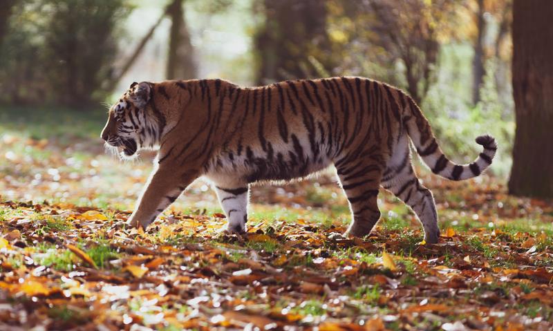 Raubtiere wie der Tiger (Panthera tigris) könnten aufgrund des Genverlustes Probleme mit Umweltgiften bekommen. 