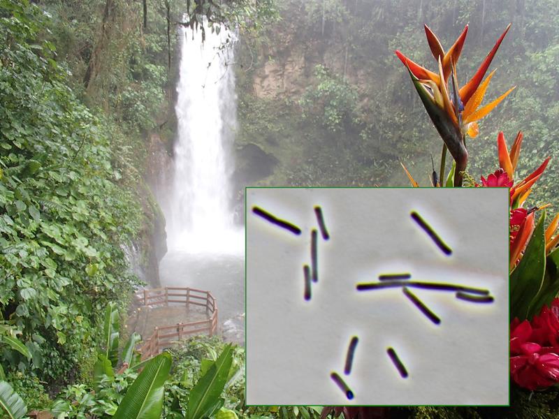 Costa Rica ist ein Land mit großer biologischer Vielfalt, zu der auch dieser Stamm von Clostridoides difficile gehört