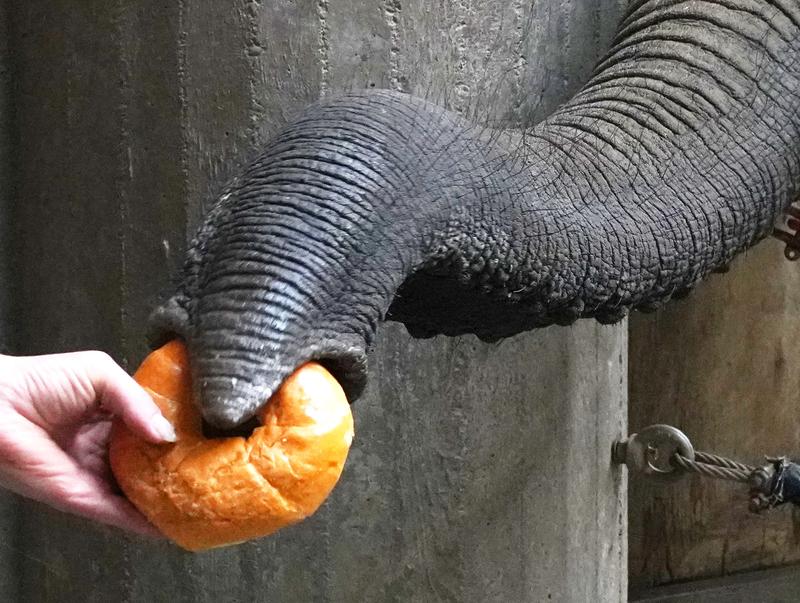 Ein Afrikanischer Elefant greift ein Brötchen. Neue Daten zeigen den außerordentlichen Tastsinn des Elefantenrüssels