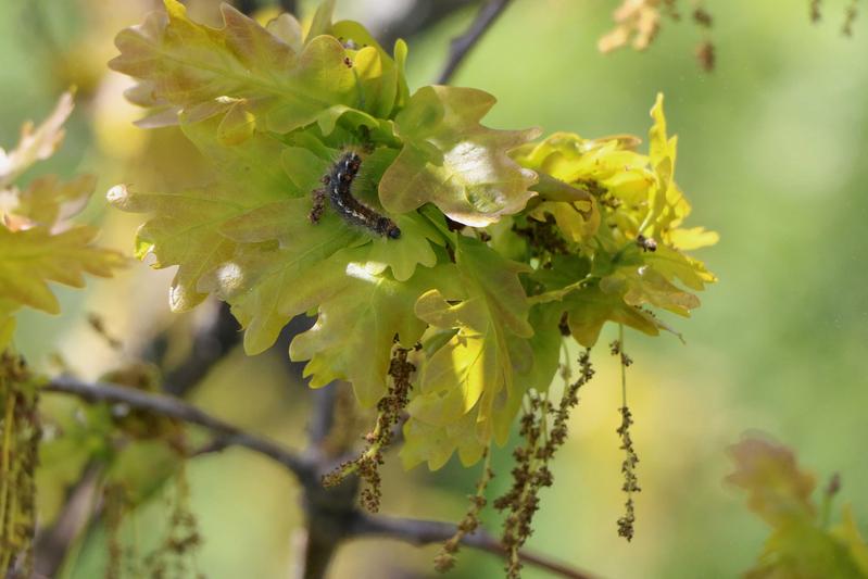 Raupe des Schwammspinners auf Eichenblatt (Lymantria dispar).