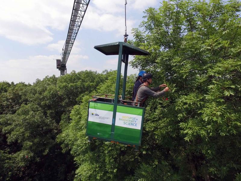 The "cry for help" has been demonstrated for the first time in the natural habitat - in the canopy of the Leipzig floodplain forest.
