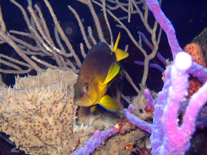 A yellowbelly hamlet (Hypoplectrus aberrans) from Barbados 