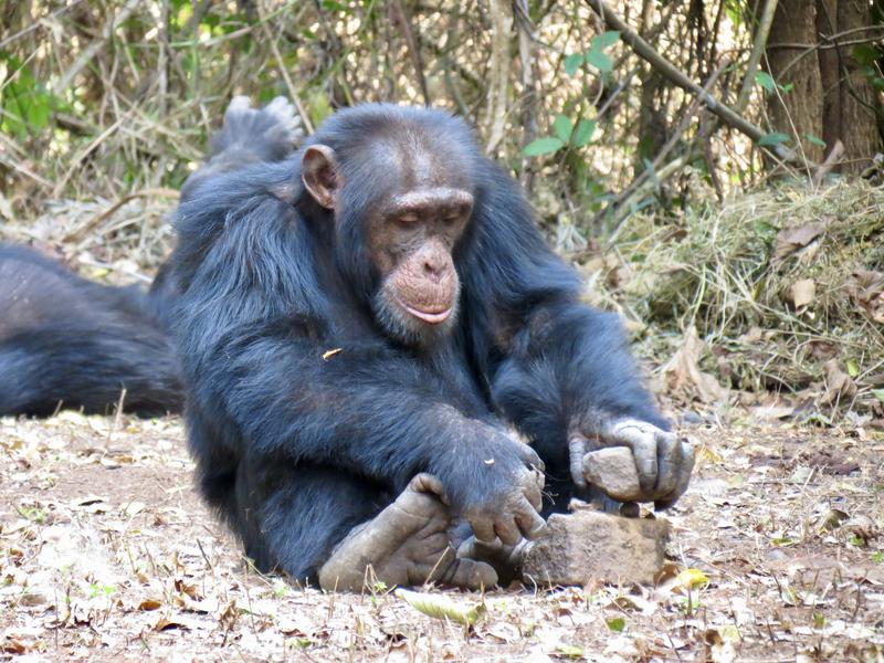 Chimpanzee cracking a nut with stones. 
