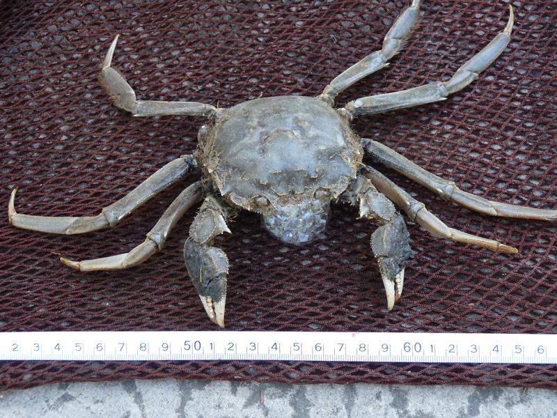 Invasive Krabben, wie die Chinesische Wollhandkrabbe, verursachten bereits Kosten von 130,3 Millionen Euro. 