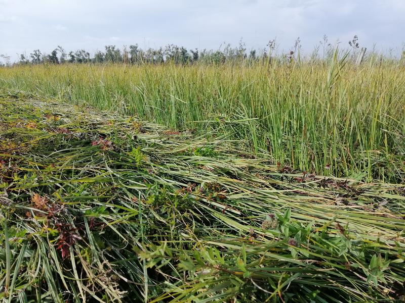 Biomassenutzung auf wiedervernässten Flächen 