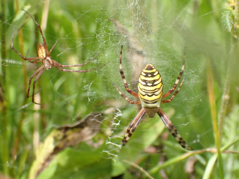 Ein Weibchen der Wespenspinne „Argiope bruennichi“ in ihrem Netz mit einem männlichen Besucher. 