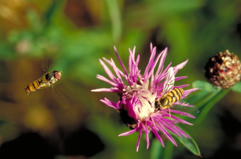 Schwebfliege an Wiesenflockenblume (Centaurea)