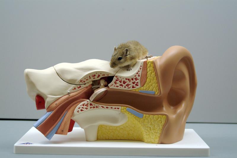 Due to its hearing similar to that of humans, the Mongolian gerbil (Meriones unguiculatus) is an important animal model in hearing research 