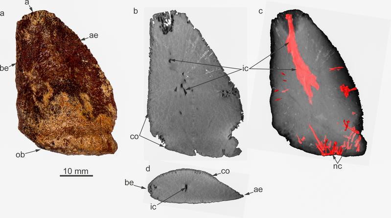 CT-Aufnahmen eines bereits seit Längerem bekannten Hautknochens von Emausaurus ernsti, einem kleinen gepanzerten Dinosaurier aus dem frühen Jura der Tongrube bei Klein Lehmhagen, Grimmen.
