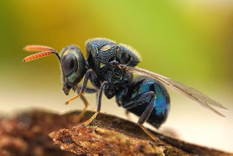 Erzwespen verdanken ihren Namen ihrem metallischen Glanz. Abgebildet ist die in Mitteleuropa heimische Wespe Perilampus ruficornis, natürliche Größe: 4 mm