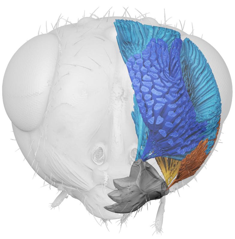 Digitale 3D-Rekonstruktion der flexiblen Mundwerkzeuge einer Erzwespe (Chromeurytoma sp.). 