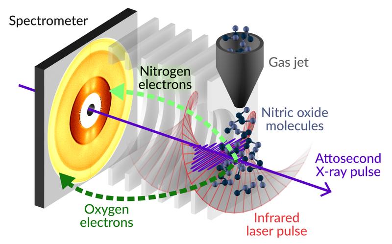 Mit einer Art Stoppuhr konnten die Physiker*innen messen, wie viele Auger-Elektronen zu welchem Zeitpunkt in welchem Winkel das Gas Stickstoffmonoxid verlassen und welche Energie sie dabei besitzen.